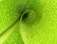 开云体育官网-佛罗伦萨轻取里昂，基耶萨如F1车手般在街道赛式比赛中接管全场