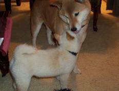 开云体育平台APP-爱德华兹统治攻防两端！灰熊天赋碾压，上海队留学价值何在？