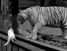 开云体育官网-当紫金荣耀遇冰与火之舞，福克斯用一场教科书逆袭重写洛杉矶叙事