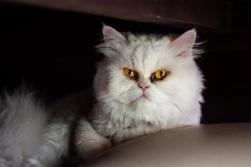 开云下载-当天山雪豹遇见密西西比灰熊，克莱·汤普森如何用节奏改写东西部篮球叙事？