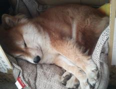 开云体育中国-2026世界杯焦点战，森林狼强势击溃新疆队，篮球东西对话引热议