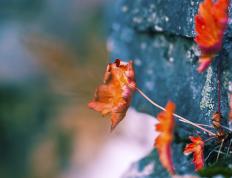 开云体育中国-得分狂潮贯穿全程，西亚卡姆如何导演机械洪流击溃76人？