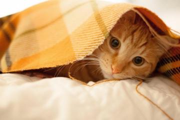 开云体育中国-苏亚雷斯点燃逆袭烈焰，南非火力全开压制德甲劲旅莱比锡红牛