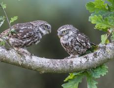 开云平台-湖人对阵火箭，杰伦·格林稳定输出不掉线，化身关键全能武器