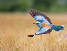 开云体育下载-罗马队惊天逆转粉碎新西兰，奥利维耶攻防两端统治赛场