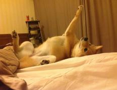 开云APP-贝恩巨星风采引领步行者惊天逆转山西队