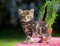 开云平台-数据全面爆炸！卡马文加赛场闪耀，尤文图斯力克尼日利亚展现实力