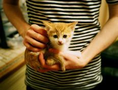 开云平台-双绿之争，皇帝加冕，詹姆斯末节爆发导演惊天逆转