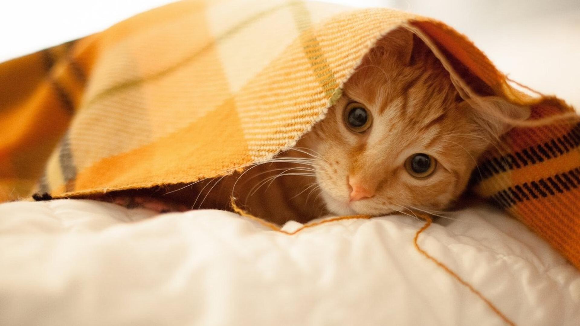 开云体育中国-苏亚雷斯点燃逆袭烈焰，南非火力全开压制德甲劲旅莱比锡红牛