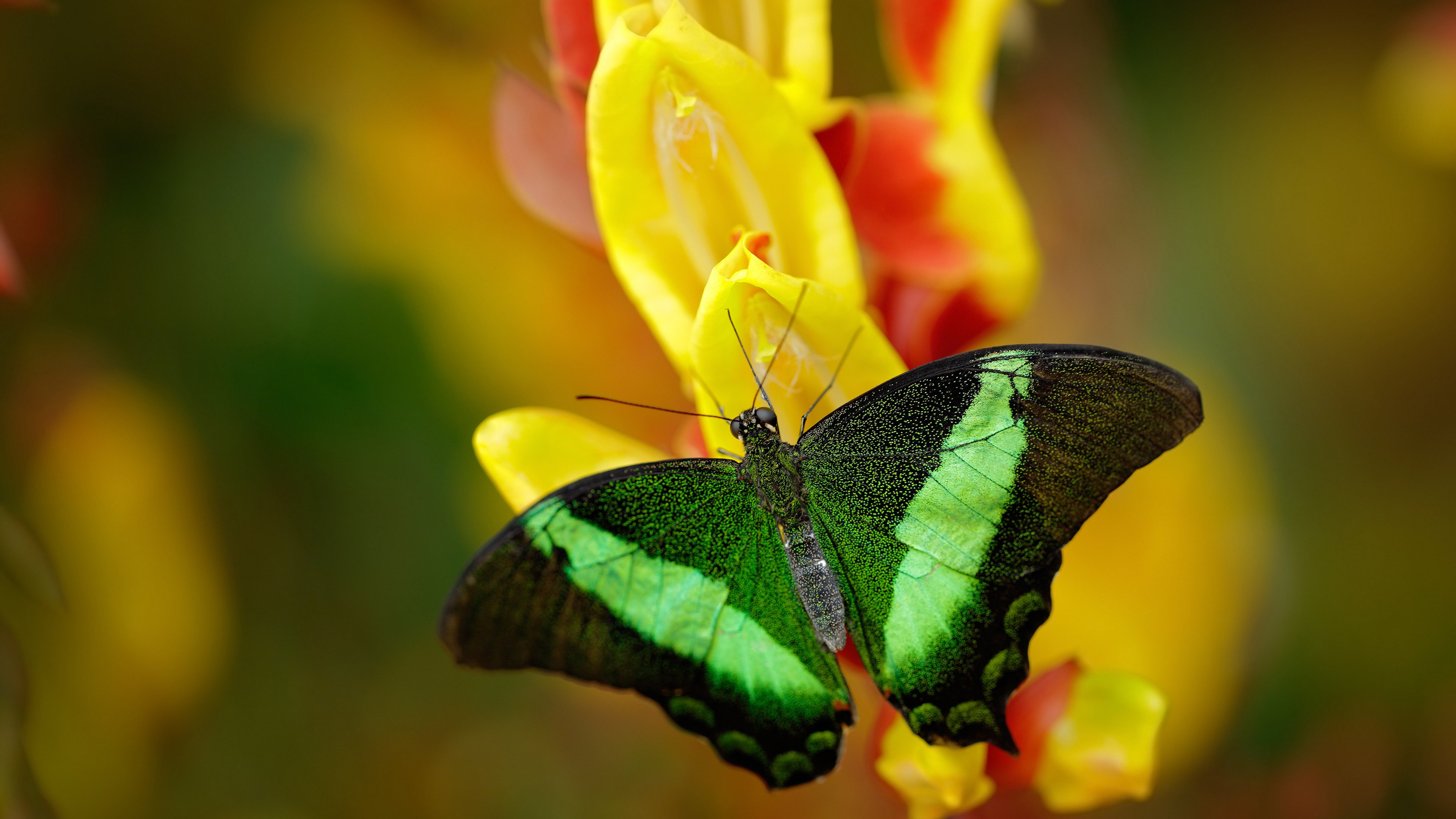 开云体育登录-开拓者提前终结悬念捍卫主场，霍勒迪扮演关键先生锁定胜局