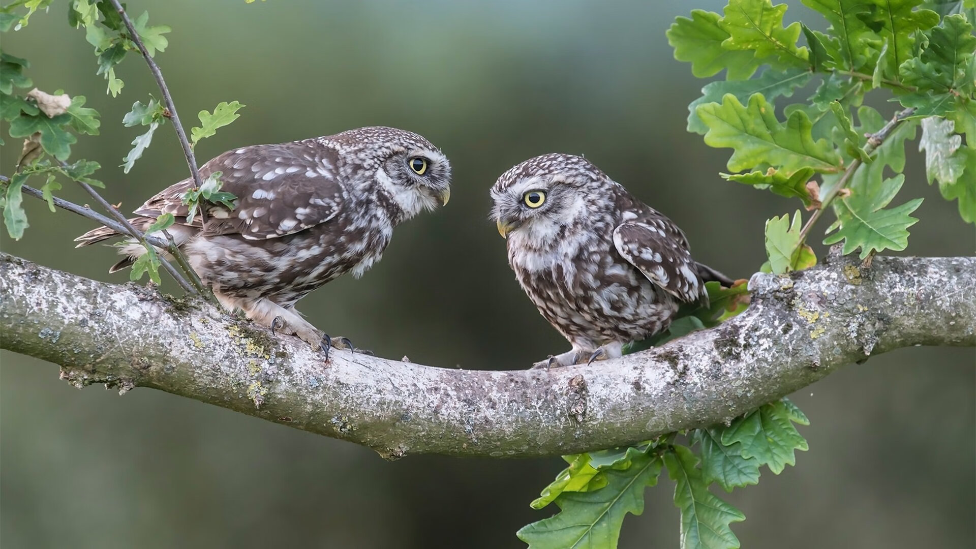 开云平台-湖人对阵火箭，杰伦·格林稳定输出不掉线，化身关键全能武器