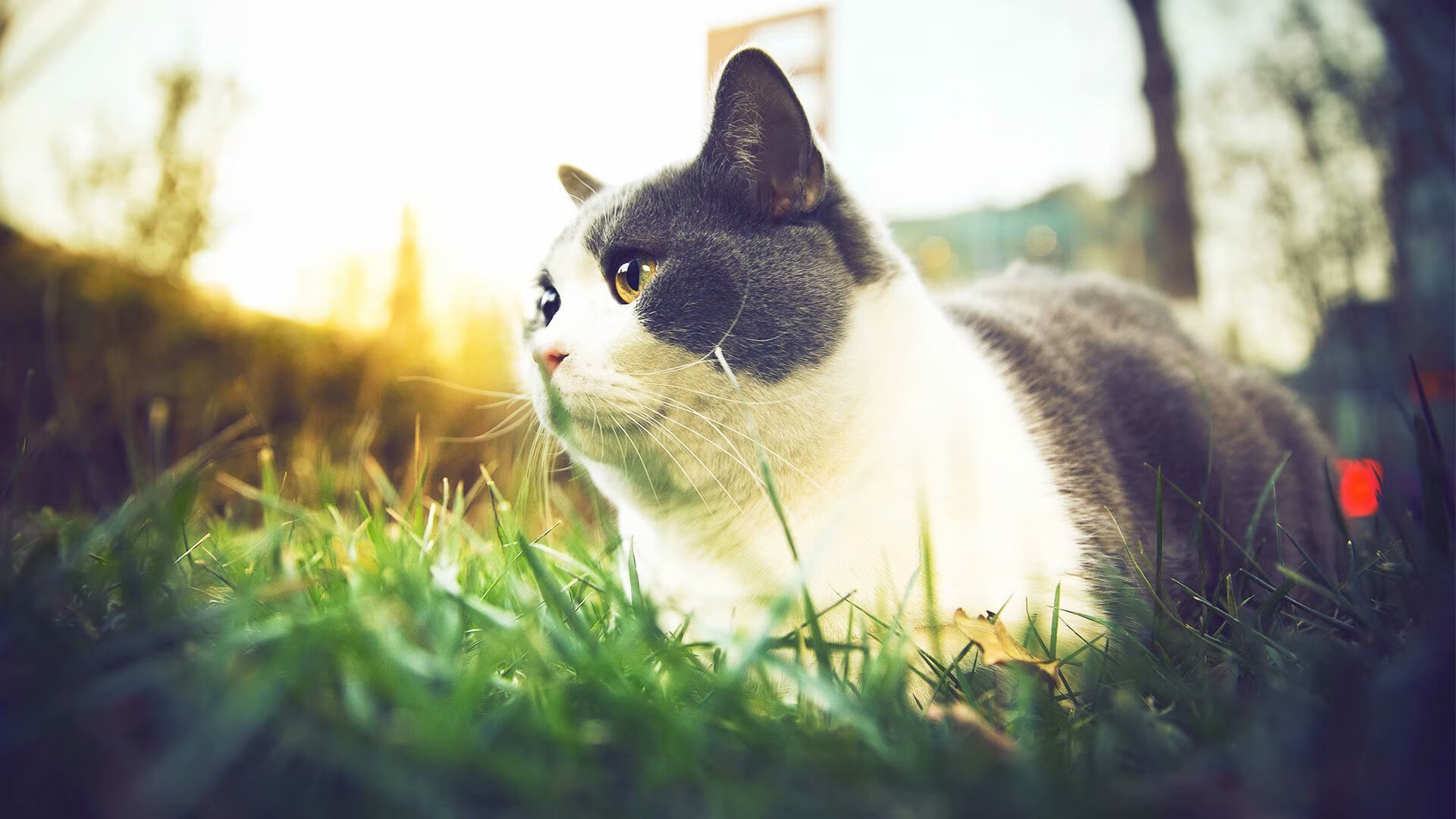 开云体育登录-东决关键战焦点战，沙特力克罗马，谱写绿茵传奇