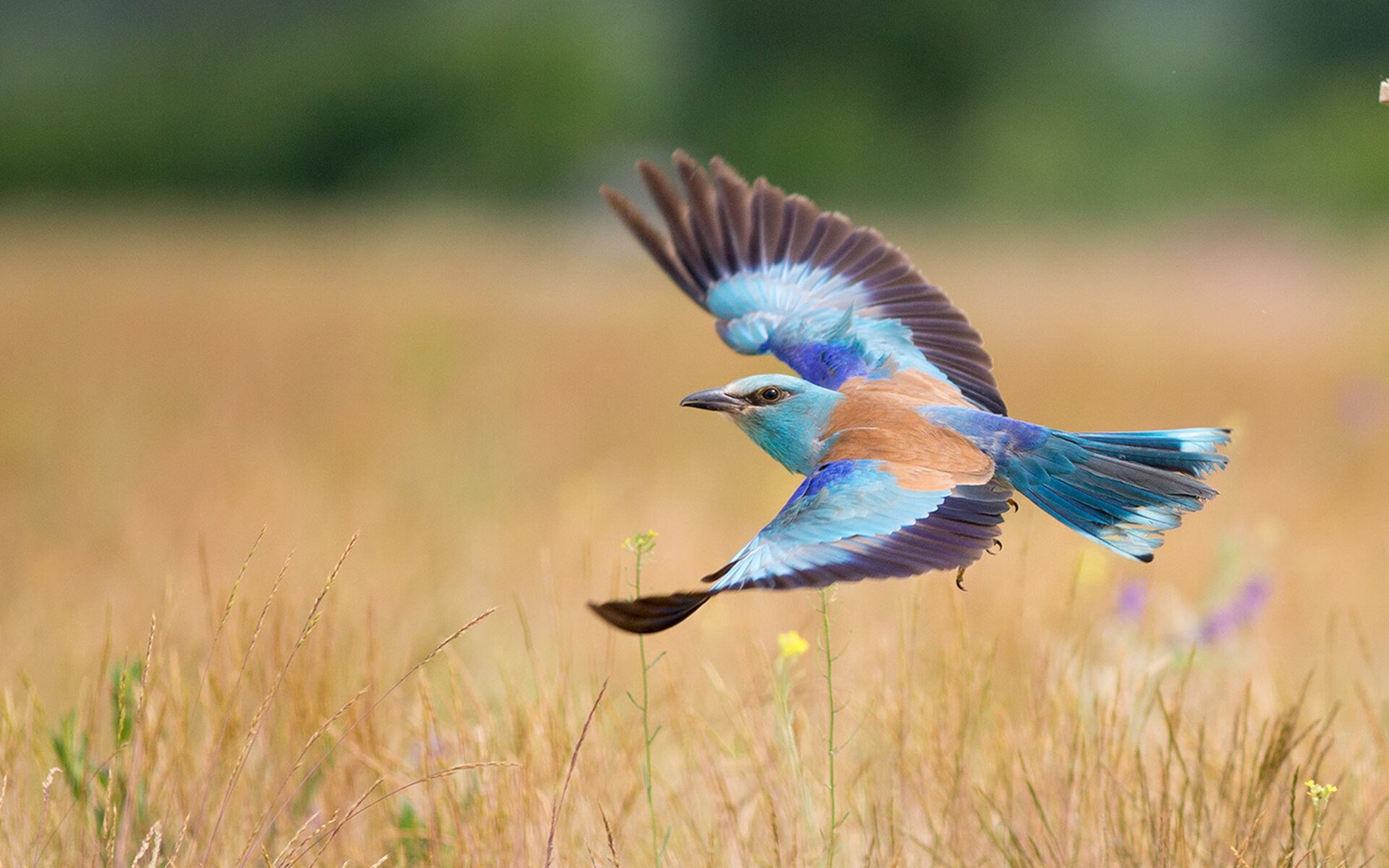 开云体育下载-罗马队惊天逆转粉碎新西兰，奥利维耶攻防两端统治赛场