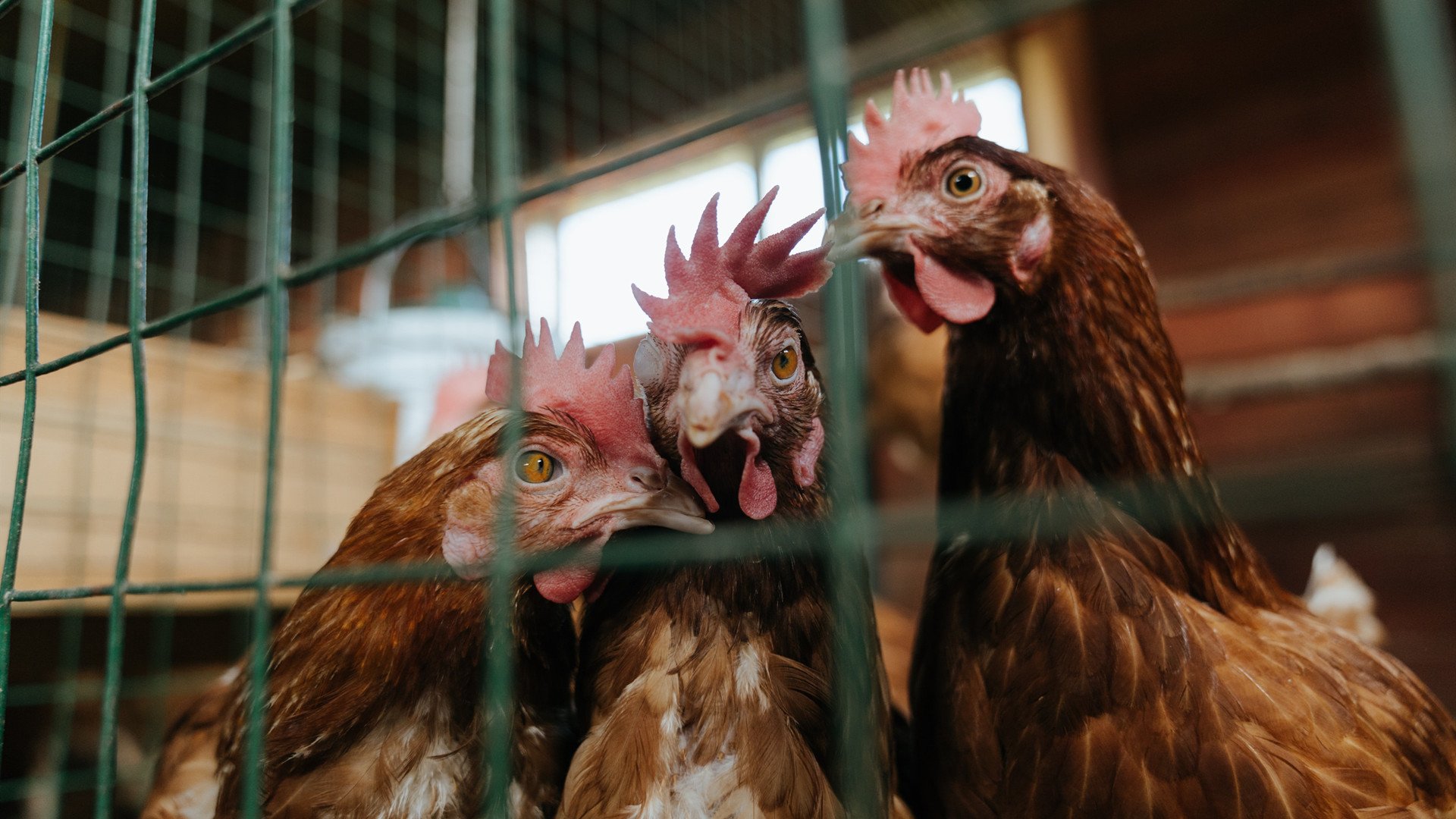 开云体育中国-铁闸镇山河！巴斯托尼的史诗之夜，加纳掀翻神话之师