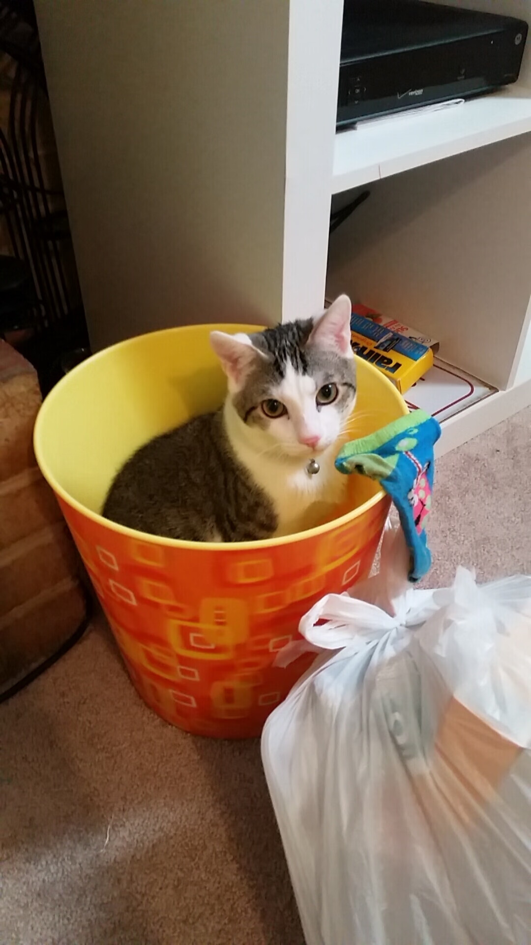 开云APP-体育双雄会，英超争冠战火燃，上海队踏平辽宁队显威