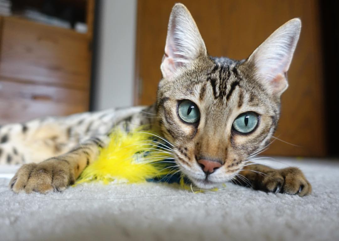 开云体育中国-双星闪耀，76人绝地反击胜快船，利拉德生死战主宰西决