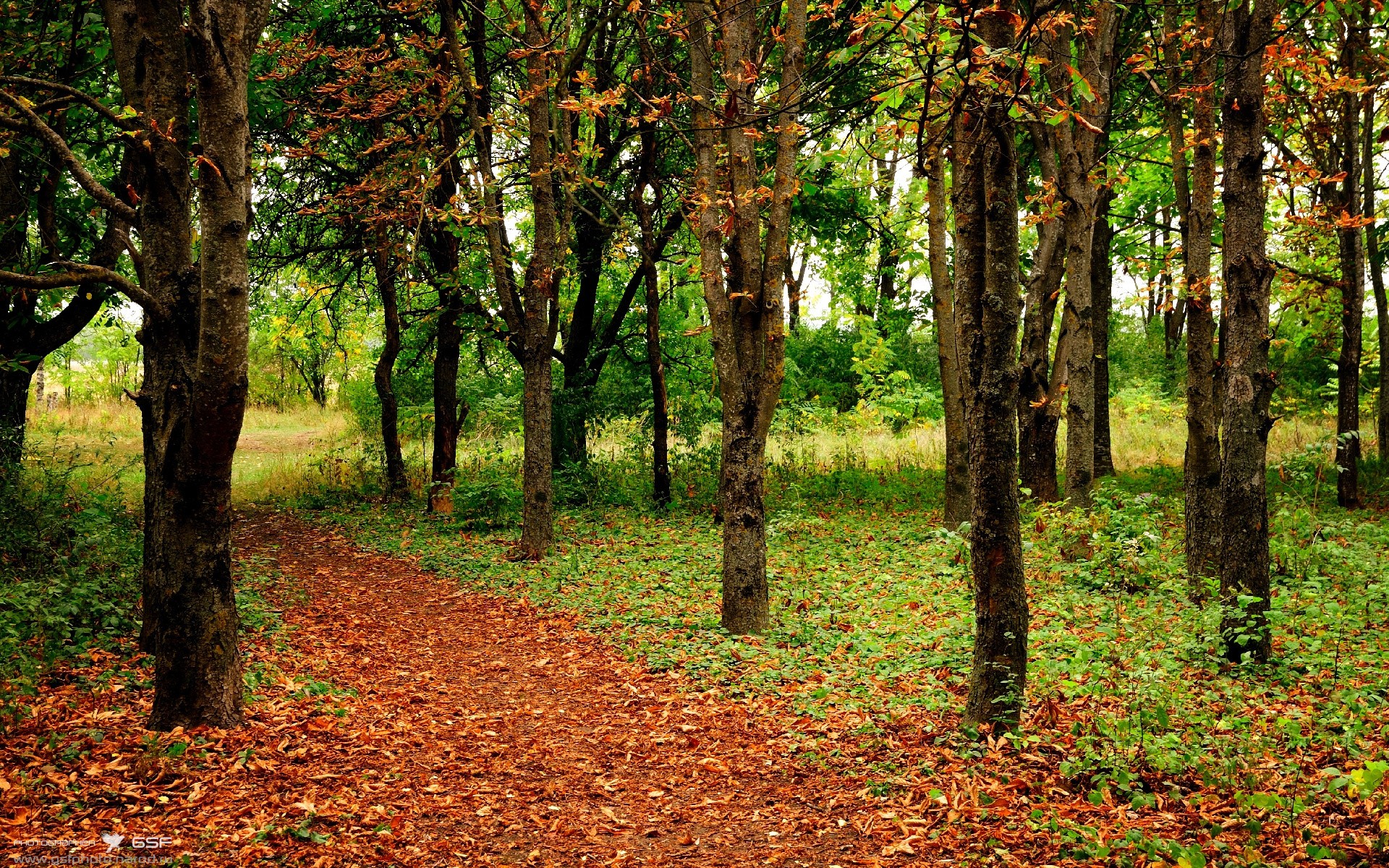 开云体育官网-双线狂飙，F1街道赛的毫厘博弈与魔术队的一波流艺术