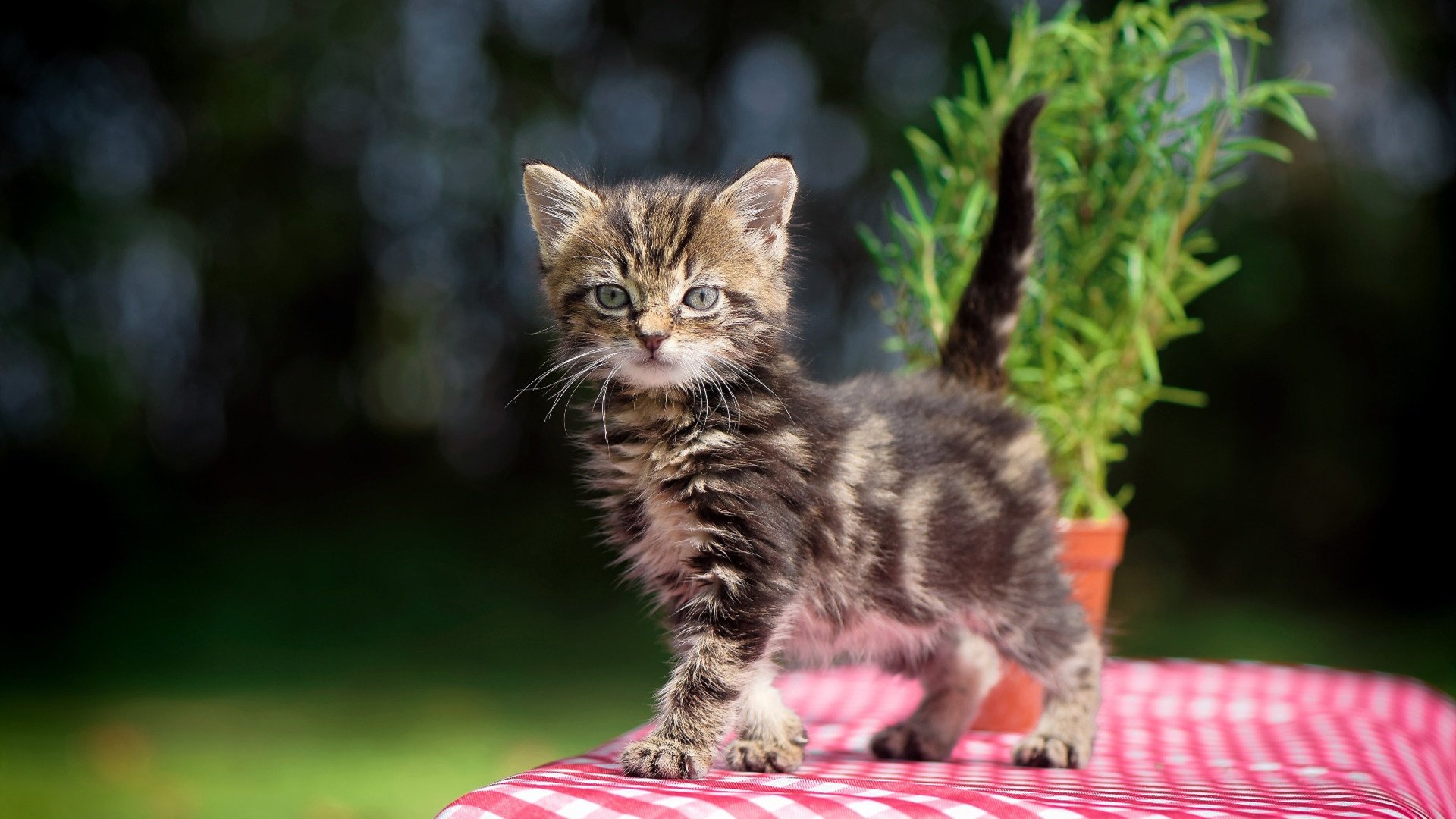 开云体育官网-西决生死战之夜,斯通斯统治全场