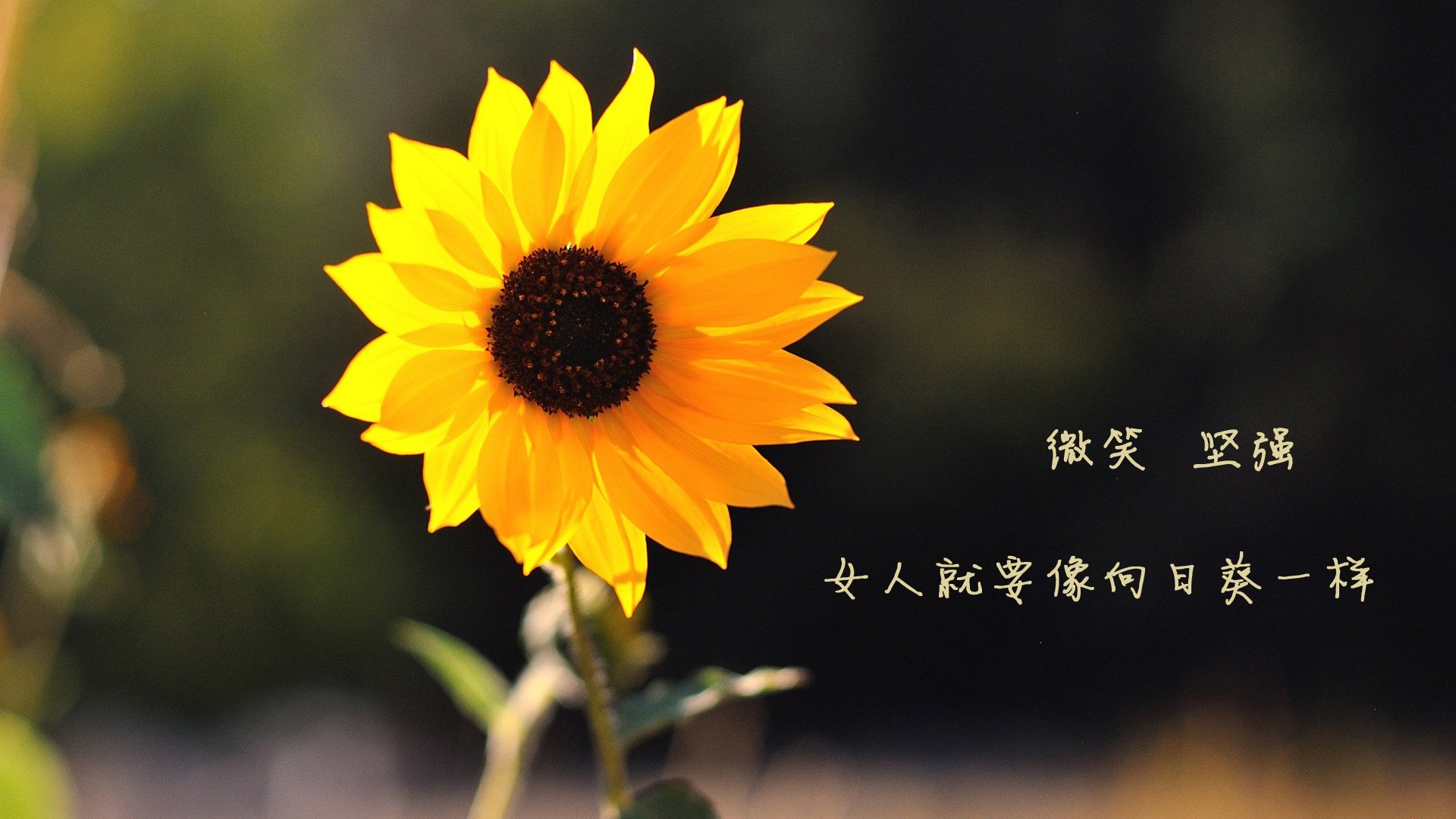 开云体育官网-西决生死战之夜,斯通斯统治全场