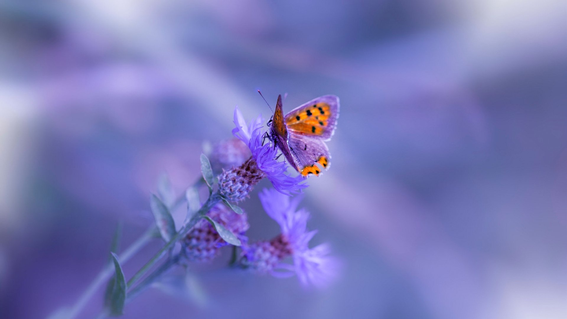 开云APP-塔图姆末节狂飙导演逆转,绿军客场攻克多伦多