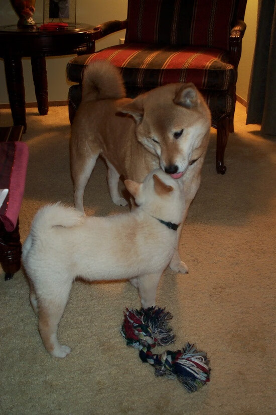 开云体育平台APP-爱德华兹统治攻防两端!灰熊天赋碾压,上海队留学价值何在?