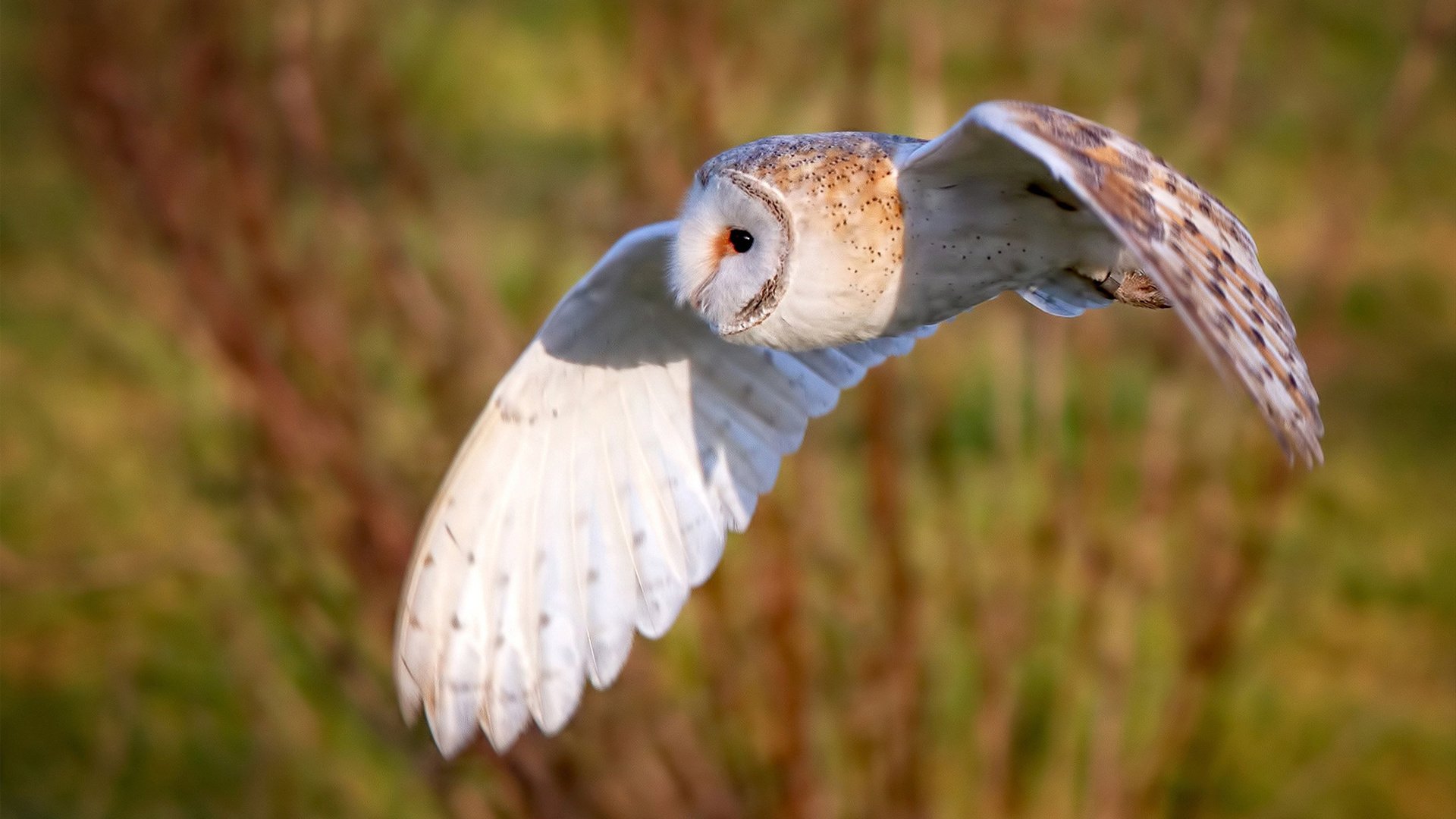 开云体育APP下载-战术风暴,多特蒙德在美加墨世界杯焦点战中如何以战术压制征服秘鲁