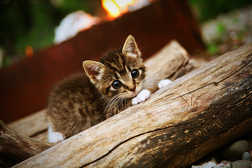 开云体育平台APP-坚守与绝杀，足球之夜的双重交响