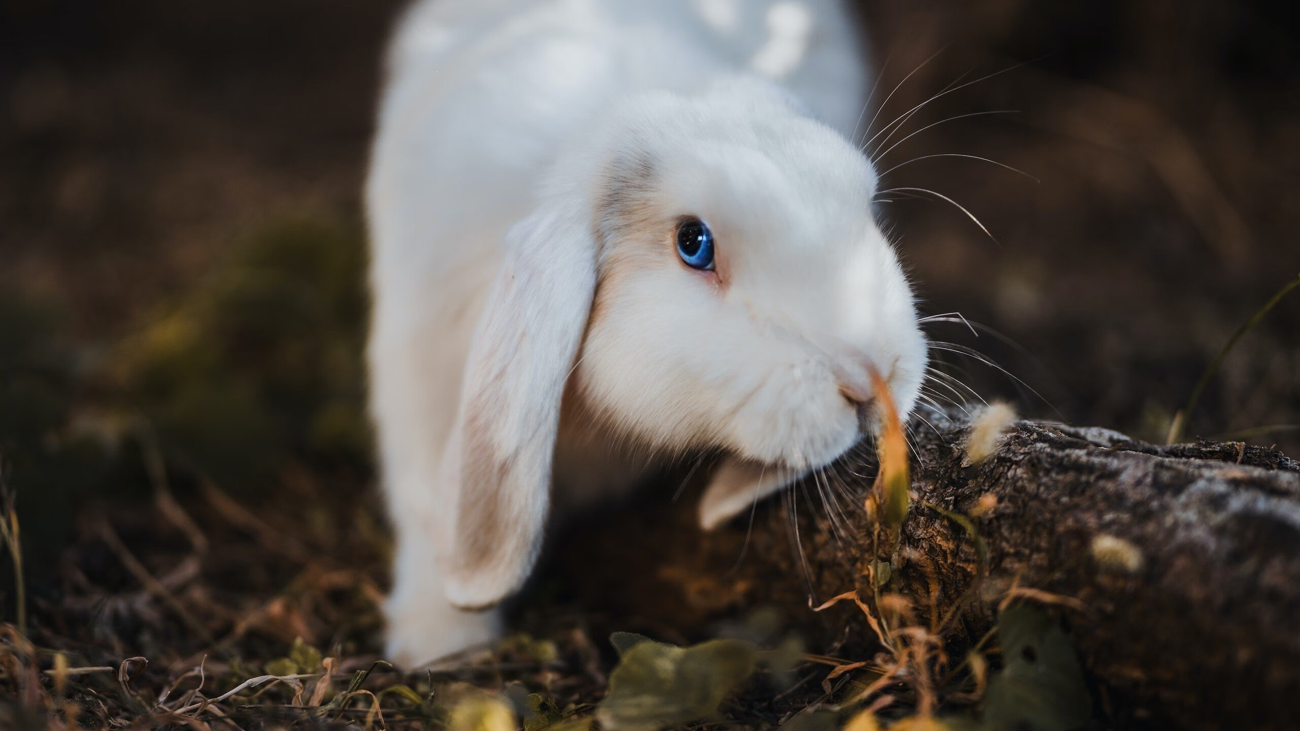 开云体育登录-风暴眼与破碎者，武切维奇的统治力与雷霆的毁灭美学