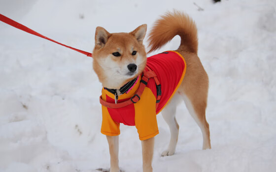 开云体育官方网站-铁血马竞的绿茵交响，乌克兰足球的淬火时刻