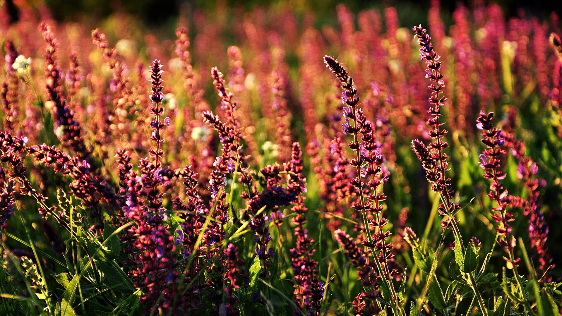 开云官网-2026篮球世界杯焦点战，76人闪电攻势速胜凯尔特人，全球瞩目