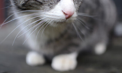 开云体育-压力淬炼锋芒，李刚仁的爆发与莱比锡红牛的轻盈胜利