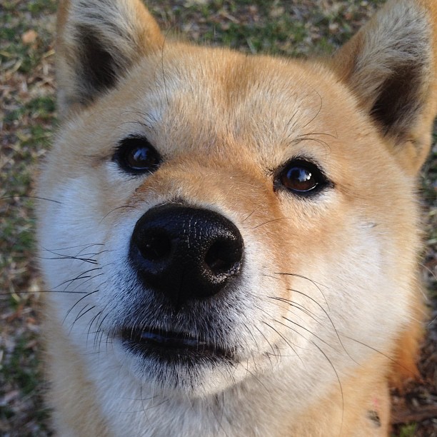 开云体育中国-森林狼强势击溃广东队,布克狂砍40分化身关键先生