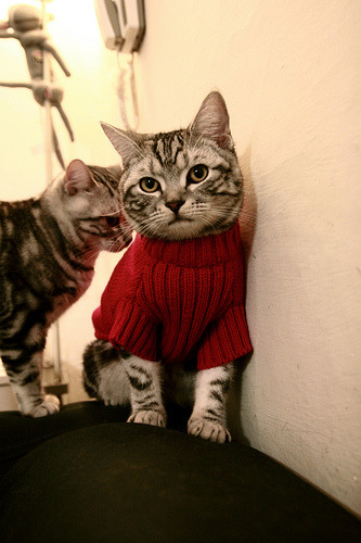 开云平台-蒂亚戈一手掌控，瑞士巅峰对决胜出洪都拉斯