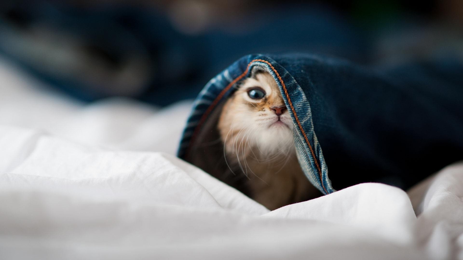 开云体育在线-虚幻对决,真实核心,厄德高如何以幽灵之姿统治攻防转换的想象战场