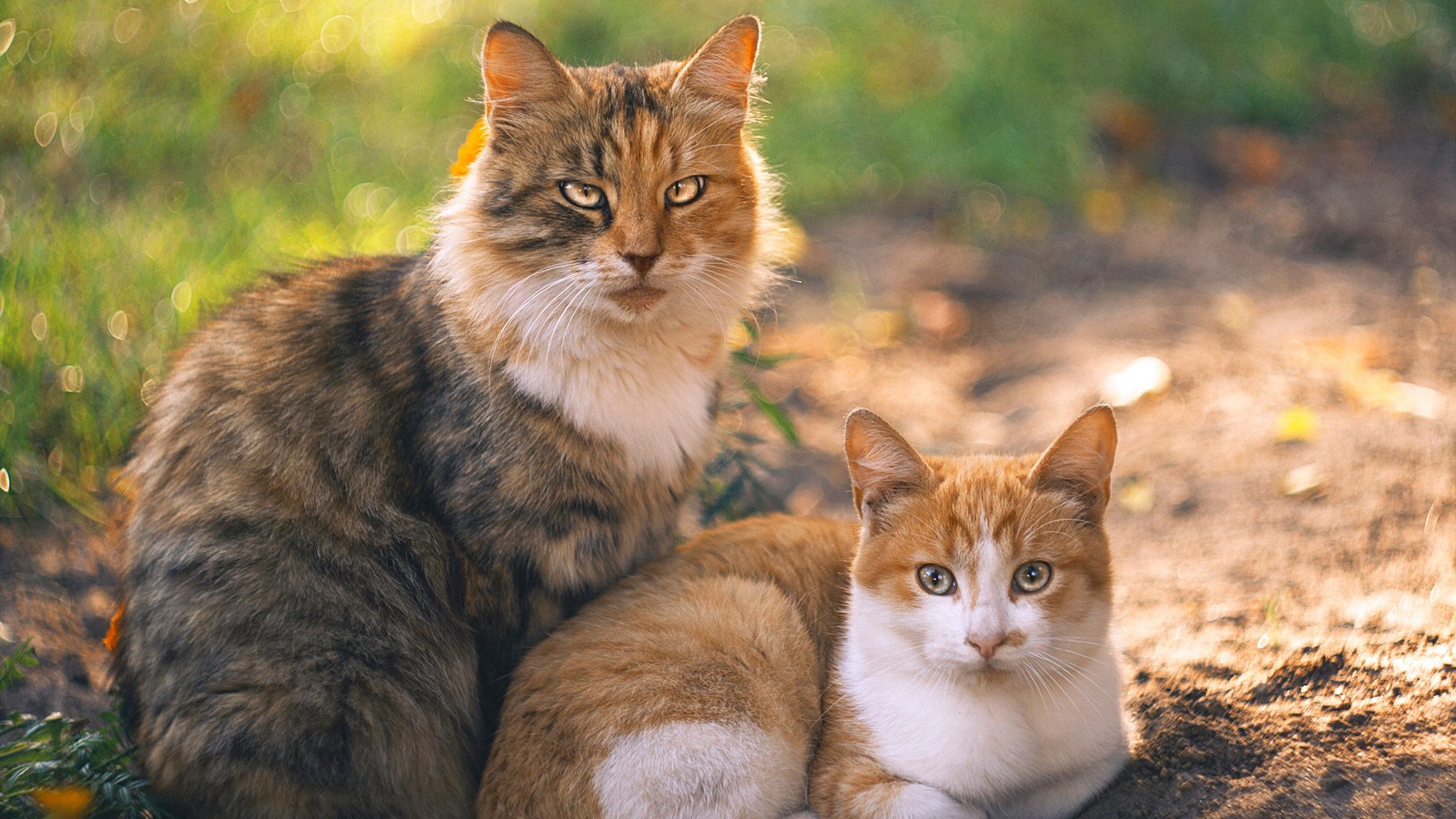 开云APP-逆转之夜，孙兴慜成为关键先生，曼联力克贝蒂斯