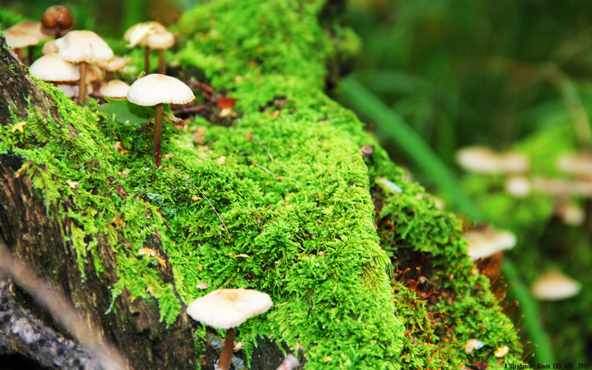 开云体育平台APP-黄潜激战希腊雄鹰，奥斯梅恩一肩扛起进攻苍穹