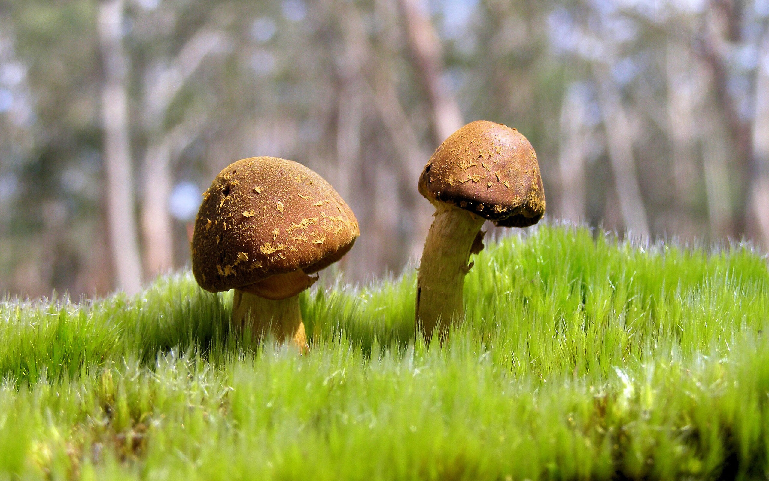 开云体育官网-跨界大混战，当足球巨星苏亚雷斯在F1街道赛接管比赛